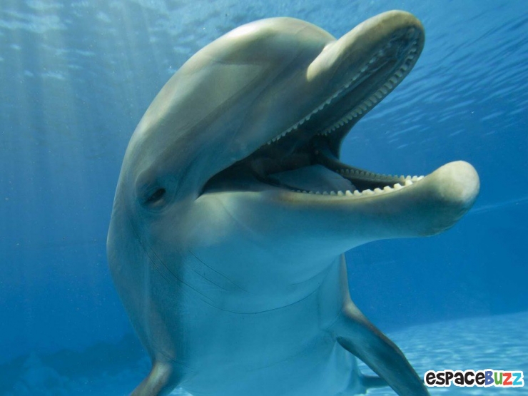 Illustration de l'article : 26 animaux qui ont l'air d'en avoir fumé de la bonne