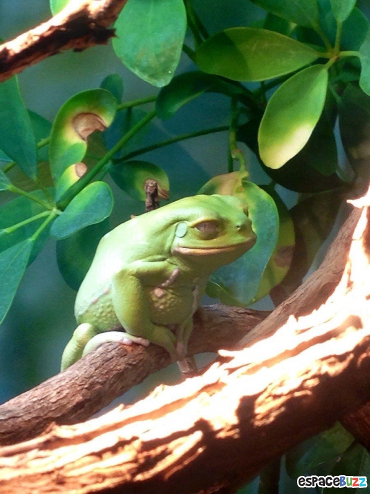 Illustration de l'article : 26 animaux qui ont l'air d'en avoir fumé de la bonne