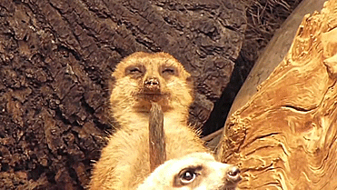 Illustration de l'article : 26 animaux qui ont l'air d'en avoir fumé de la bonne