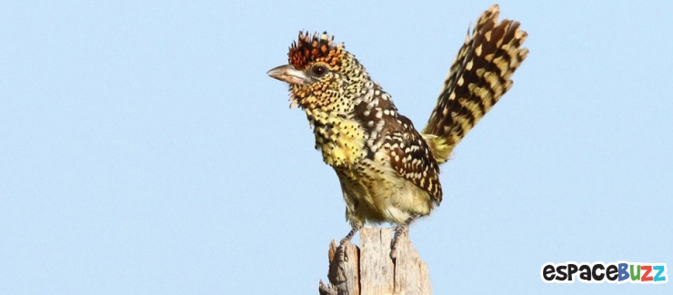 Illustration de l'article : 19 esp&egrave;ces d'oiseaux peu connues. Une v&eacute;ritable mosa&iuml;que animale de couleurs