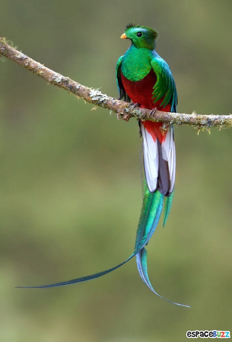 Illustration de l'article : 19 esp&egrave;ces d'oiseaux peu connues. Une v&eacute;ritable mosa&iuml;que animale de couleurs