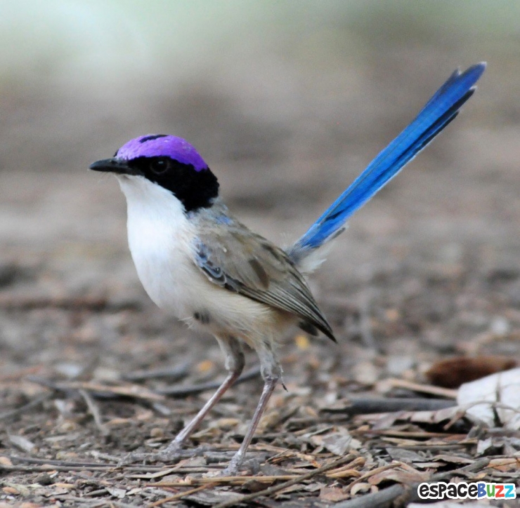 Illustration de l'article : 19 esp&egrave;ces d'oiseaux peu connues. Une v&eacute;ritable mosa&iuml;que animale de couleurs