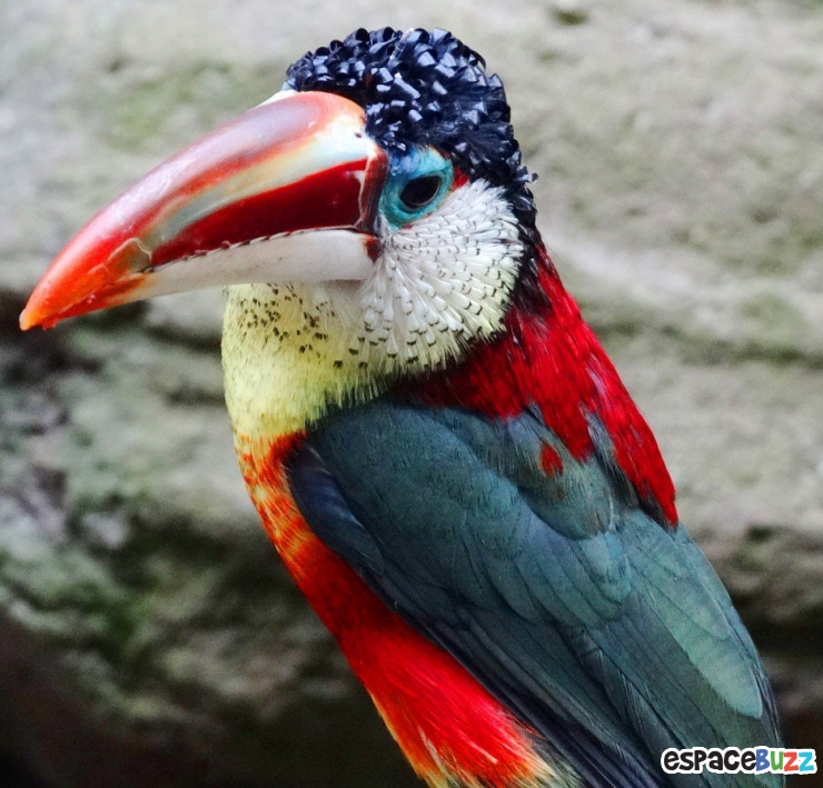 Illustration de l'article : 19 esp&egrave;ces d'oiseaux peu connues. Une v&eacute;ritable mosa&iuml;que animale de couleurs