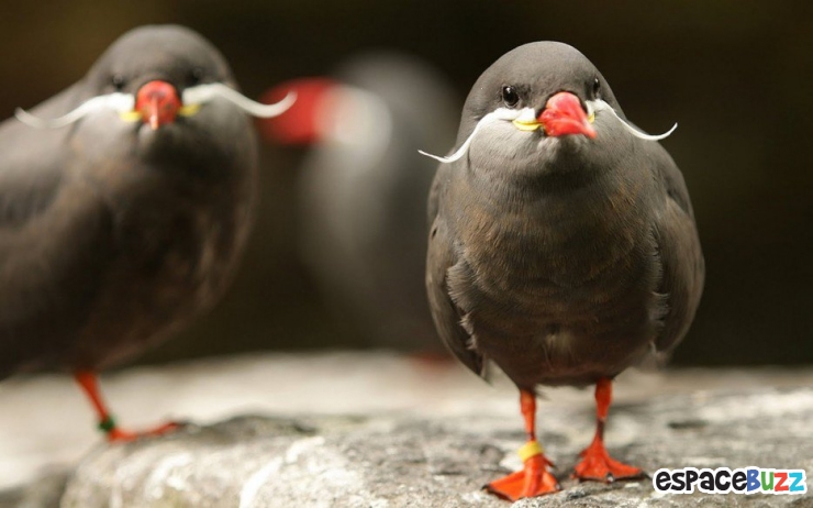 Illustration de l'article : 19 esp&egrave;ces d'oiseaux peu connues. Une v&eacute;ritable mosa&iuml;que animale de couleurs