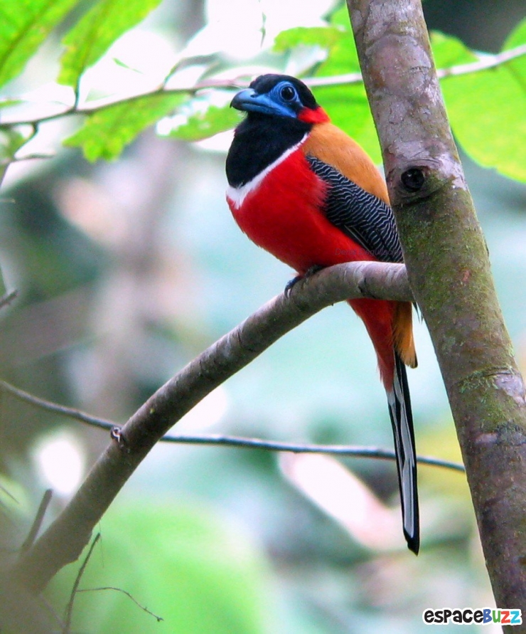 Illustration de l'article : 19 esp&egrave;ces d'oiseaux peu connues. Une v&eacute;ritable mosa&iuml;que animale de couleurs