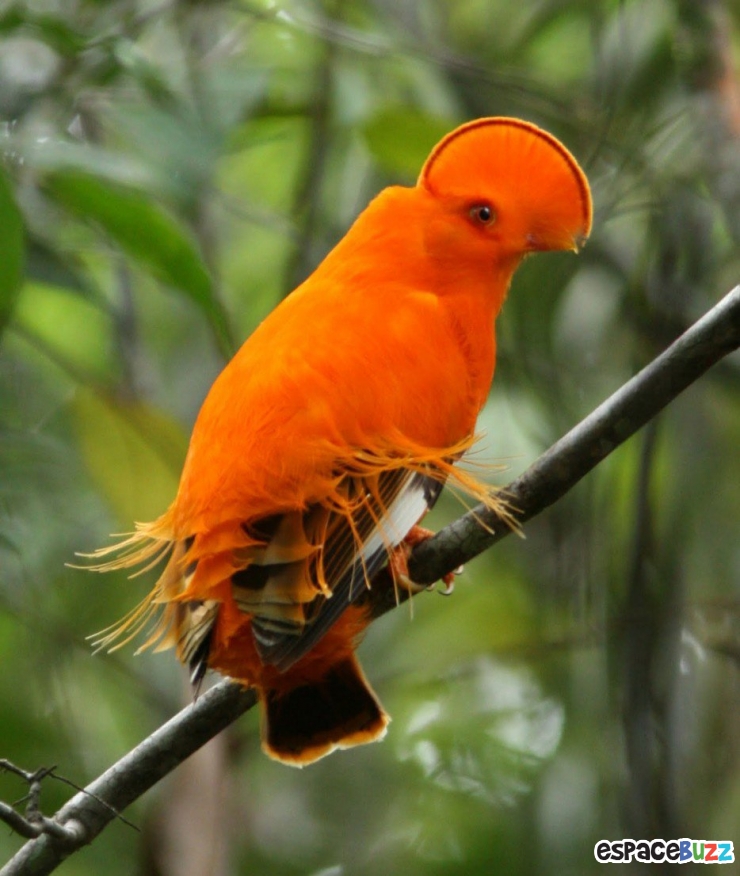 Illustration de l'article : 19 esp&egrave;ces d'oiseaux peu connues. Une v&eacute;ritable mosa&iuml;que animale de couleurs