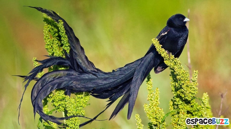 Illustration de l'article : 19 esp&egrave;ces d'oiseaux peu connues. Une v&eacute;ritable mosa&iuml;que animale de couleurs