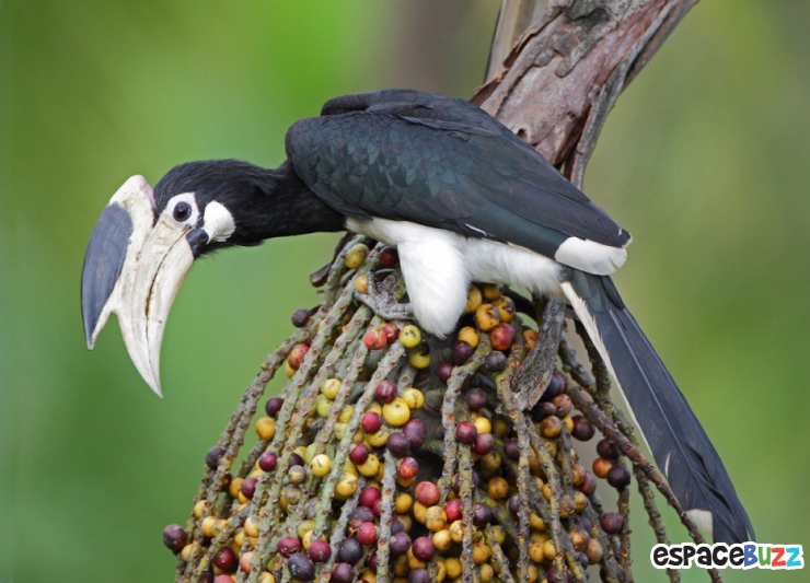 Illustration de l'article : 19 esp&egrave;ces d'oiseaux peu connues. Une v&eacute;ritable mosa&iuml;que animale de couleurs