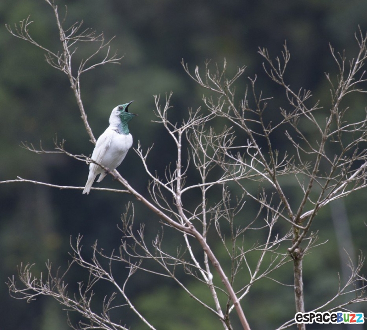 Illustration de l'article : 19 esp&egrave;ces d'oiseaux peu connues. Une v&eacute;ritable mosa&iuml;que animale de couleurs