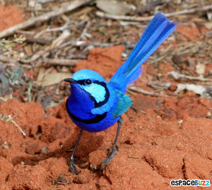 Illustration de l'article : 19 esp&egrave;ces d'oiseaux peu connues. Une v&eacute;ritable mosa&iuml;que animale de couleurs