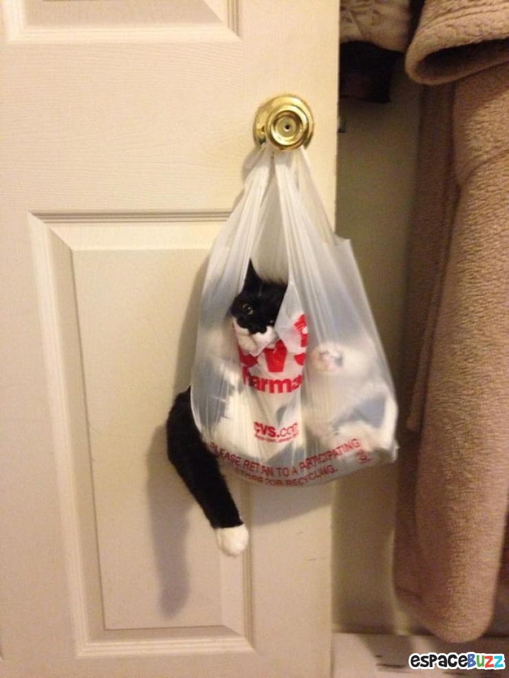 Illustration de l'article : Les chats et les sacs, une longue et belle histoire... En 15 images