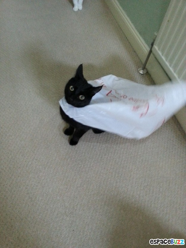 Illustration de l'article : Les chats et les sacs, une longue et belle histoire... En 15 images