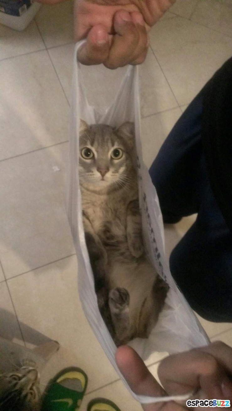 Illustration de l'article : Les chats et les sacs, une longue et belle histoire... En 15 images