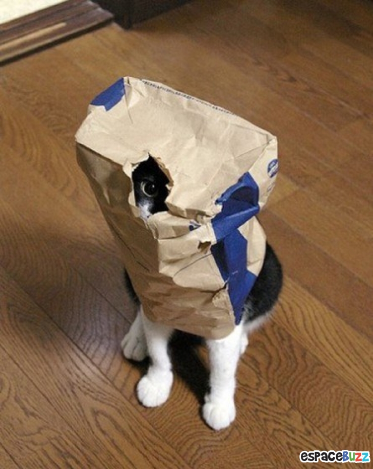 Illustration de l'article : Les chats et les sacs, une longue et belle histoire... En 15 images