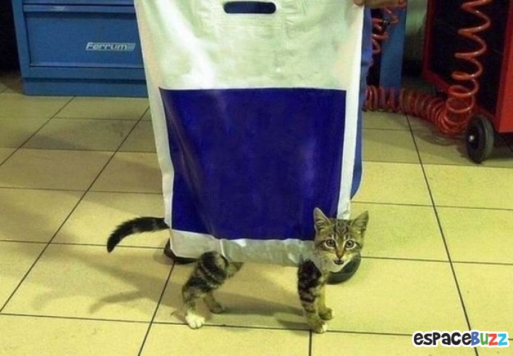 Illustration de l'article : Les chats et les sacs, une longue et belle histoire... En 15 images