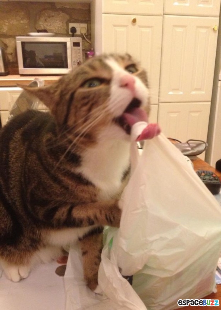 Illustration de l'article : Les chats et les sacs, une longue et belle histoire... En 15 images