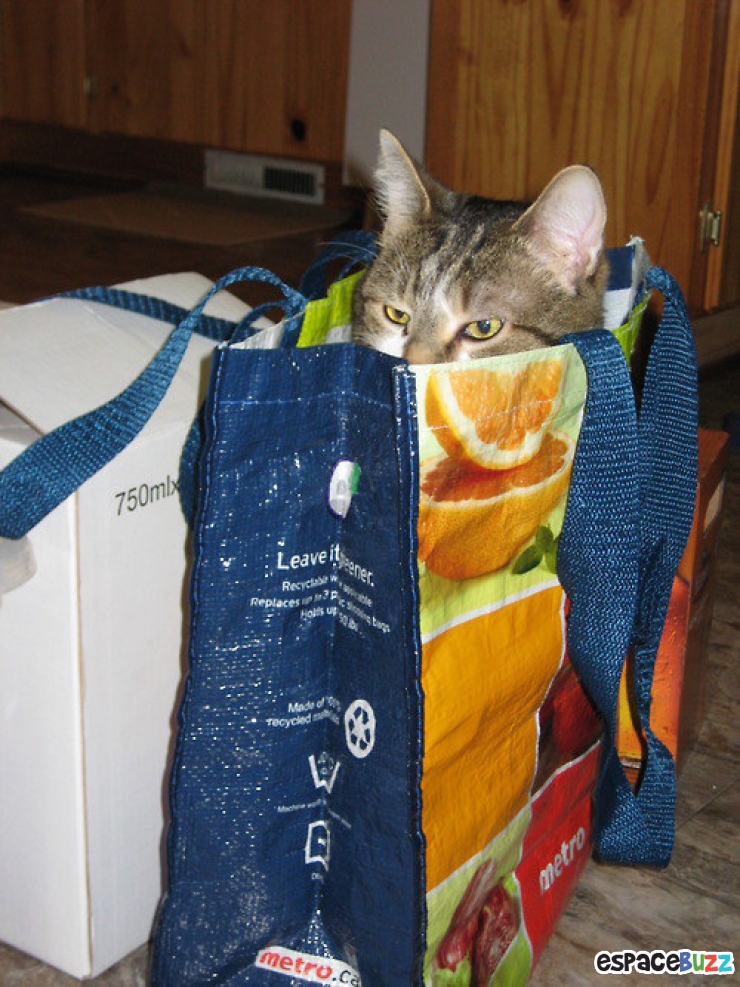 Illustration de l'article : Les chats et les sacs, une longue et belle histoire... En 15 images