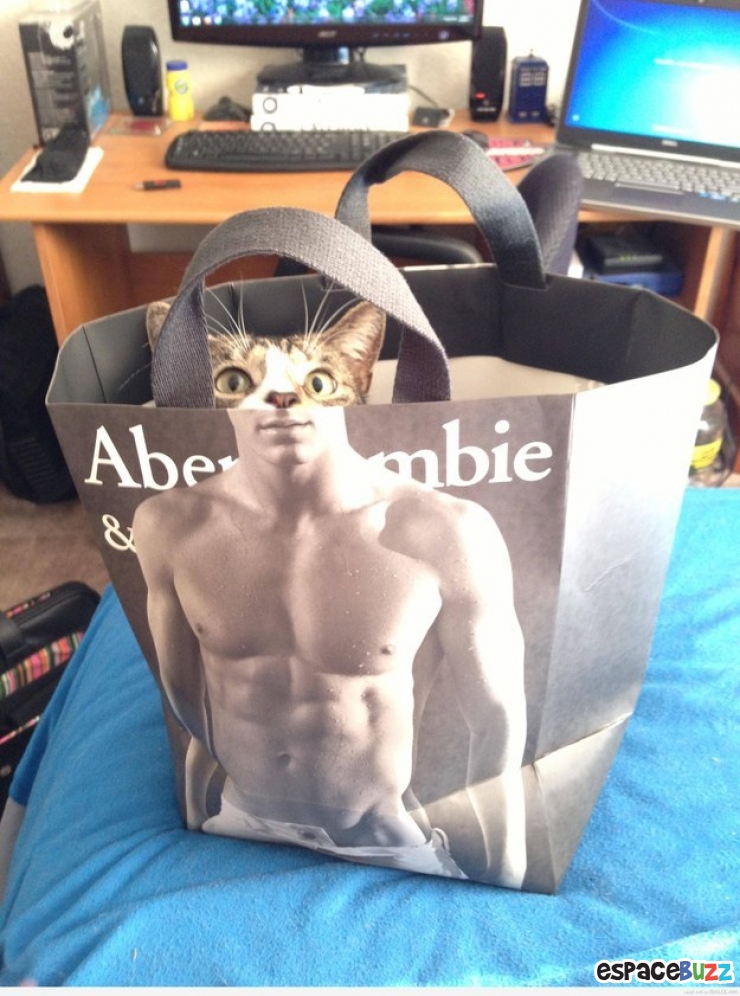 Illustration de l'article : Les chats et les sacs, une longue et belle histoire... En 15 images