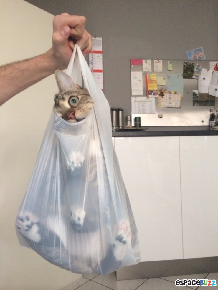 Illustration de l'article : Les chats et les sacs, une longue et belle histoire... En 15 images