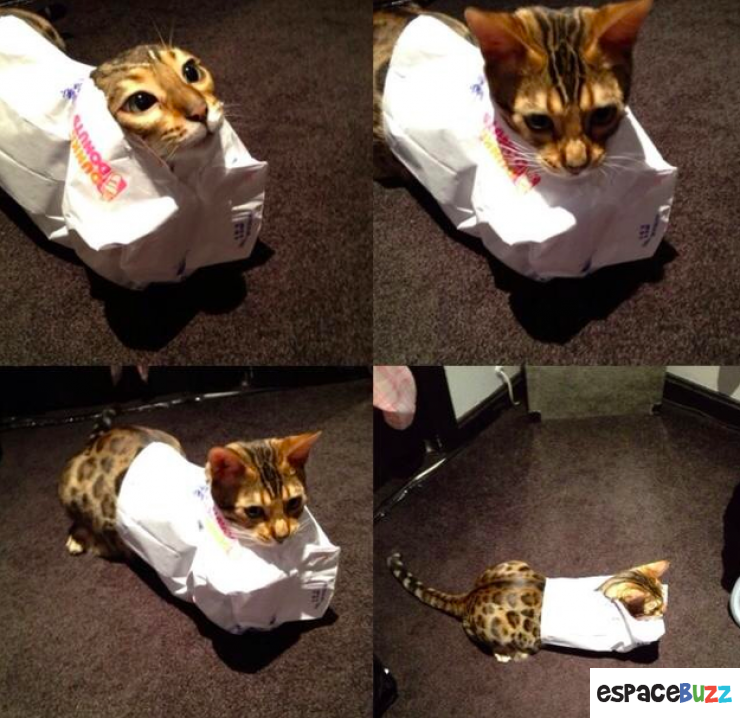 Illustration de l'article : Les chats et les sacs, une longue et belle histoire... En 15 images