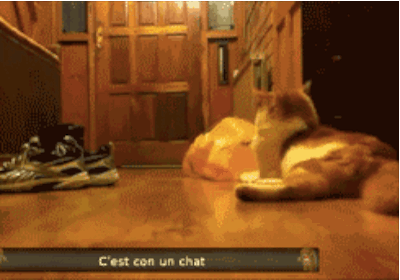 Illustration de l'article : Les chats et les sacs, une longue et belle histoire... En 15 images