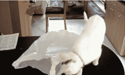 Illustration de l'article : Les chats et les sacs, une longue et belle histoire... En 15 images