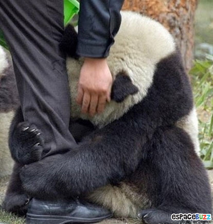 Illustration de l'article : La tendresse chez les gros animaux en 21 photos magiques