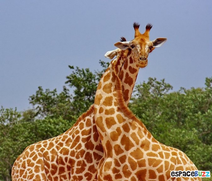 Illustration de l'article : La tendresse chez les gros animaux en 21 photos magiques