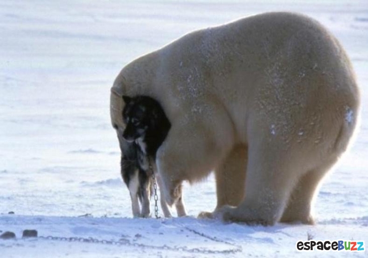 Illustration de l'article : La tendresse chez les gros animaux en 21 photos magiques