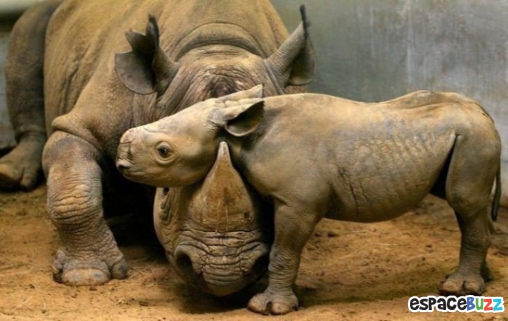Illustration de l'article : La tendresse chez les gros animaux en 21 photos magiques