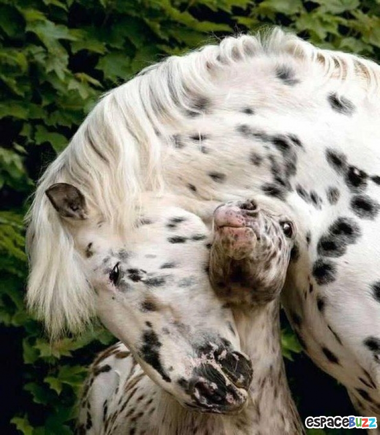 Illustration de l'article : La tendresse chez les gros animaux en 21 photos magiques