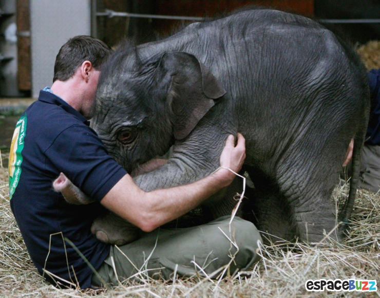 Illustration de l'article : La tendresse chez les gros animaux en 21 photos magiques