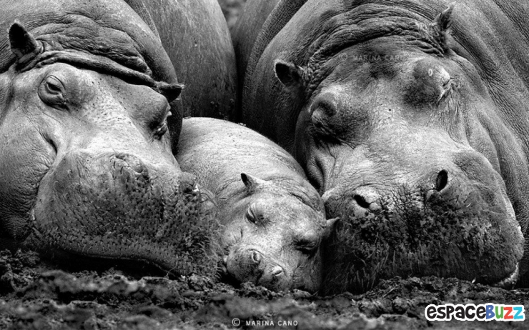 Illustration de l'article : La tendresse chez les gros animaux en 21 photos magiques