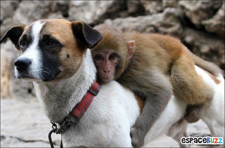 Illustration de l'article : Ils ne sont pas de la même espèce, mais sont pourtant d'inséparables amis. Découvrez ces magnifiques 28 photos