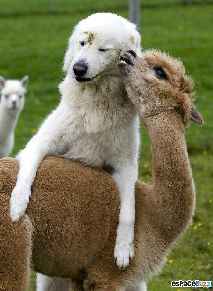 Illustration de l'article : Ils ne sont pas de la même espèce, mais sont pourtant d'inséparables amis. Découvrez ces magnifiques 28 photos