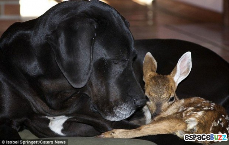 Illustration de l'article : Ils ne sont pas de la même espèce, mais sont pourtant d'inséparables amis. Découvrez ces magnifiques 28 photos