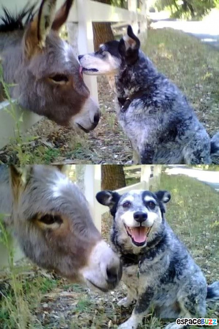 Illustration de l'article : Ils ne sont pas de la même espèce, mais sont pourtant d'inséparables amis. Découvrez ces magnifiques 28 photos