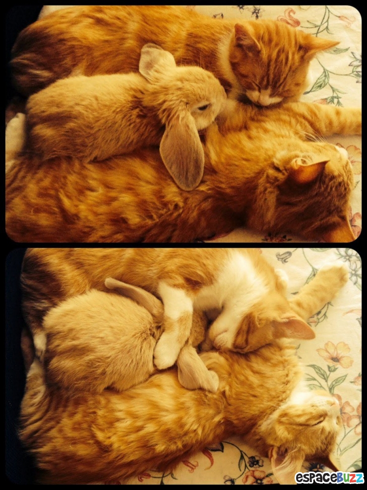 Illustration de l'article : Ils ne sont pas de la même espèce, mais sont pourtant d'inséparables amis. Découvrez ces magnifiques 28 photos