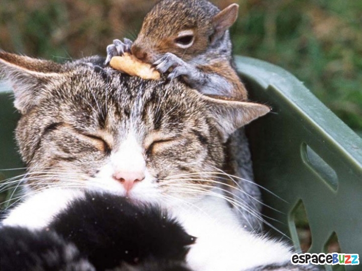 Illustration de l'article : Ils ne sont pas de la même espèce, mais sont pourtant d'inséparables amis. Découvrez ces magnifiques 28 photos