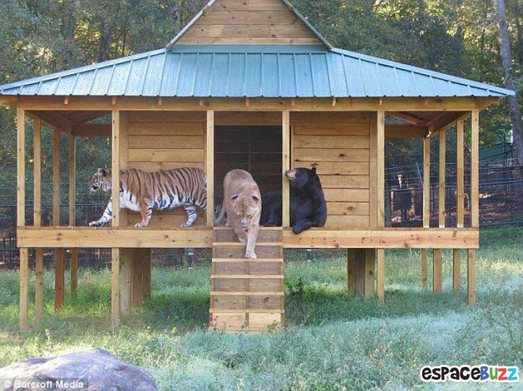 Illustration de l'article : Ils ne sont pas de la même espèce, mais sont pourtant d'inséparables amis. Découvrez ces magnifiques 28 photos