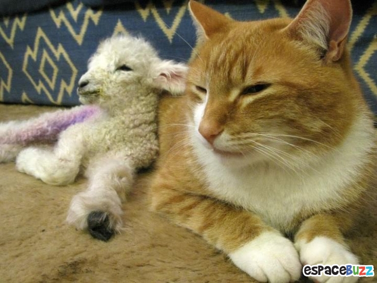 Illustration de l'article : Ils ne sont pas de la même espèce, mais sont pourtant d'inséparables amis. Découvrez ces magnifiques 28 photos