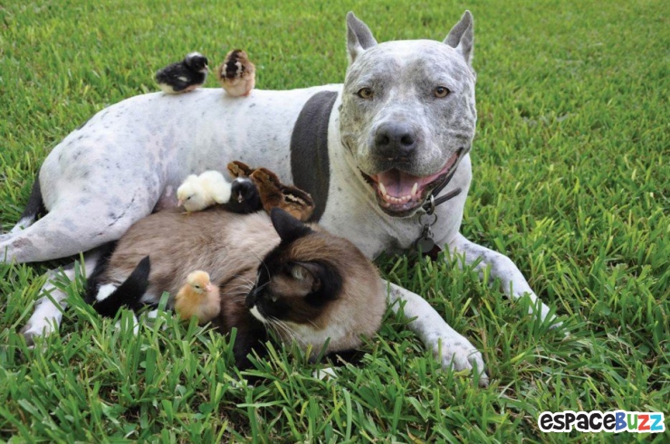 Illustration de l'article : Ils ne sont pas de la même espèce, mais sont pourtant d'inséparables amis. Découvrez ces magnifiques 28 photos