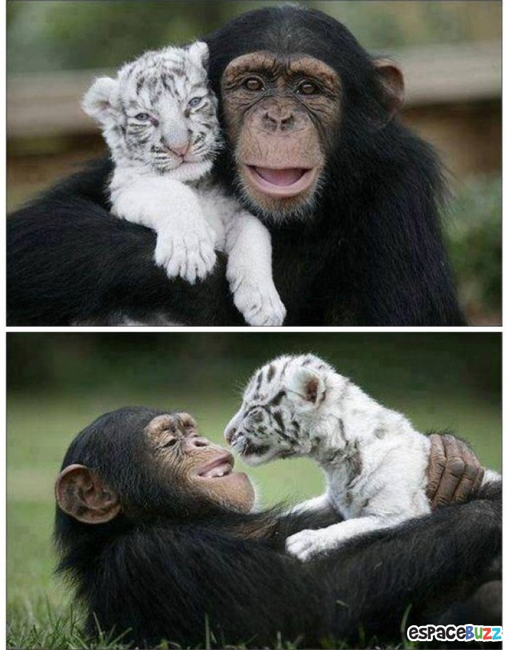 Illustration de l'article : Ils ne sont pas de la même espèce, mais sont pourtant d'inséparables amis. Découvrez ces magnifiques 28 photos