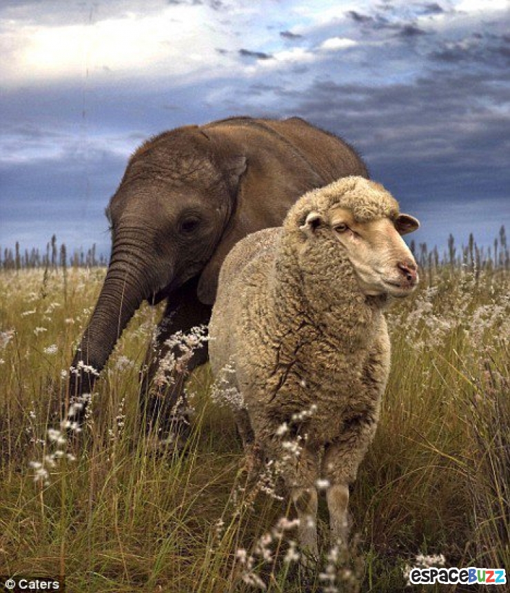 Illustration de l'article : Ils ne sont pas de la même espèce, mais sont pourtant d'inséparables amis. Découvrez ces magnifiques 28 photos