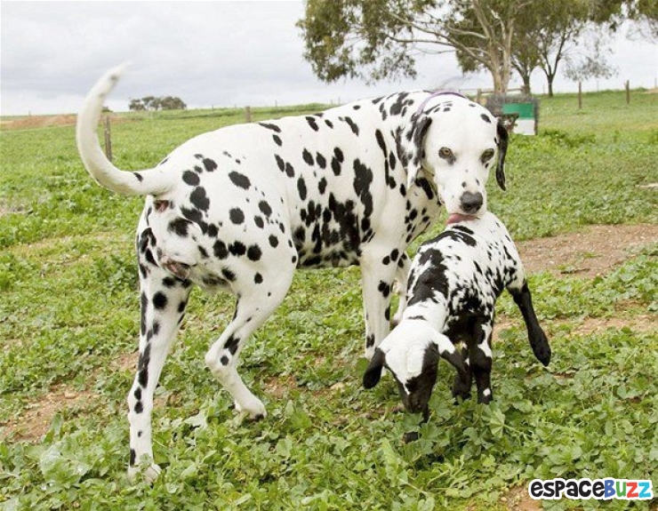 Illustration de l'article : Ils ne sont pas de la même espèce, mais sont pourtant d'inséparables amis. Découvrez ces magnifiques 28 photos