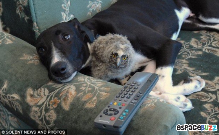 Illustration de l'article : Ils ne sont pas de la même espèce, mais sont pourtant d'inséparables amis. Découvrez ces magnifiques 28 photos