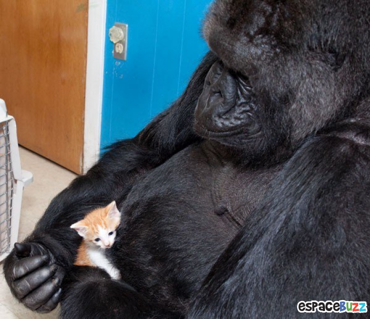 Illustration de l'article : Ils ne sont pas de la même espèce, mais sont pourtant d'inséparables amis. Découvrez ces magnifiques 28 photos