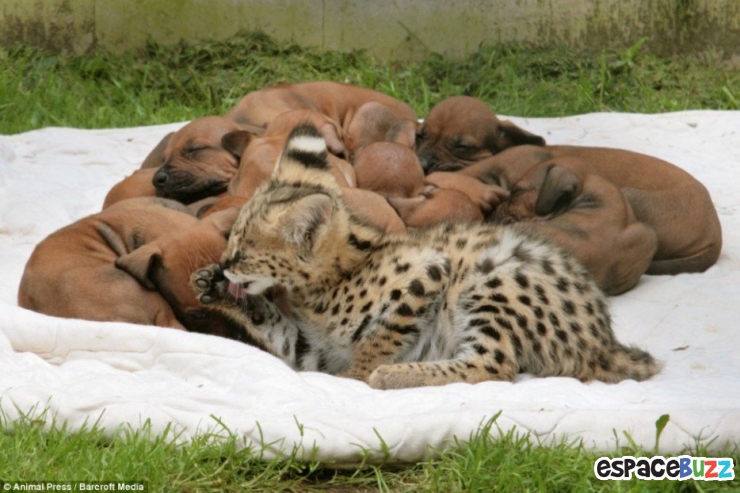 Illustration de l'article : Ils ne sont pas de la même espèce, mais sont pourtant d'inséparables amis. Découvrez ces magnifiques 28 photos