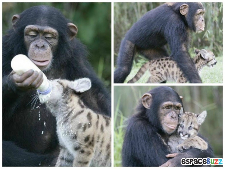 Illustration de l'article : Ils ne sont pas de la même espèce, mais sont pourtant d'inséparables amis. Découvrez ces magnifiques 28 photos