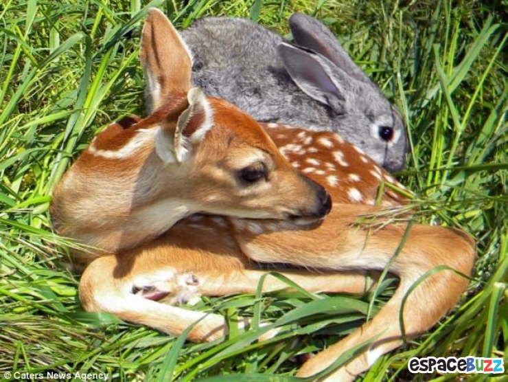 Illustration de l'article : Ils ne sont pas de la même espèce, mais sont pourtant d'inséparables amis. Découvrez ces magnifiques 28 photos